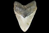 Large, Fossil Megalodon Tooth - North Carolina #108934-1